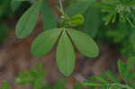 White false indigo